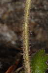 Michaux's saxifrage